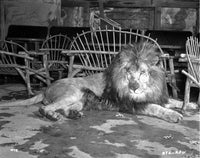 Androcles and the Lion photo print showcasing a dramatic scene