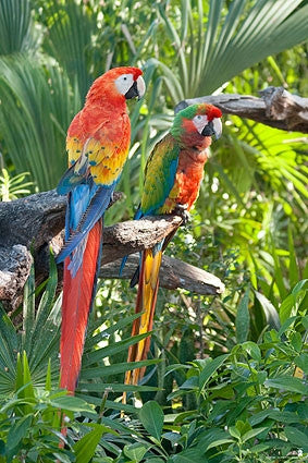 Parrots - Sightseeing Rolled Poster Print 22x34