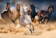 Five Horses Poster Print - 34x22 Rolled Artwork
