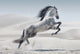 Andalusian Horse Poster Print - 34x22 Rolled Artwork