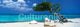 Tom Mackie Divi Divi Tree Poster Print (62x21) - Rolled Poster