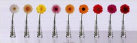 Gerbera Spectrum Floral Poster Print - 36x12