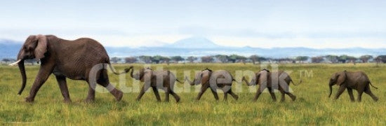Elephants Linking Trunks Slim Poster Print