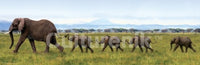 Elephants Linking Trunks Slim Poster Print