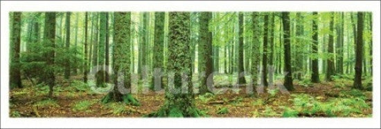 Rainforest Poster Print - Serene Nature Artwork for Home & Office