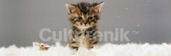Kitten in Feathers Poster Print - Charming Home Décor