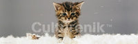 Kitten in Feathers Poster Print - Charming Home Décor