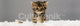 Kitten in Feathers Poster Print - Charming Home Décor