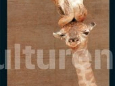 Giraffes