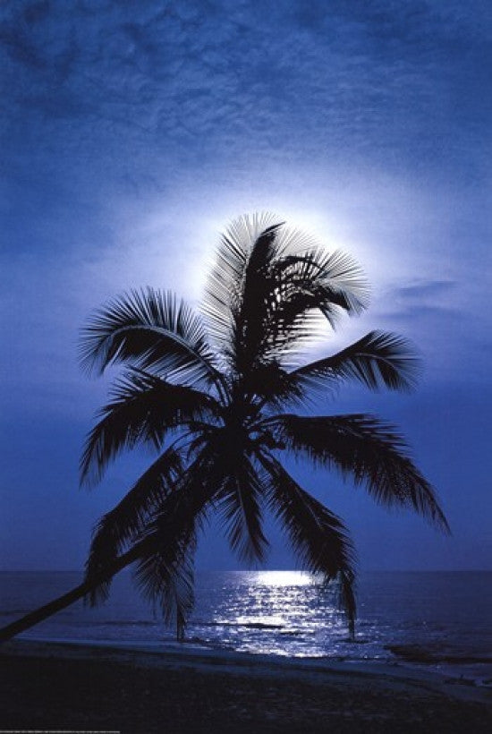Moonlight Sonata Poster Print - 22x34 Rolled Artwork