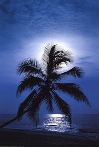 Moonlight Sonata Poster Print - 22x34 Rolled Artwork