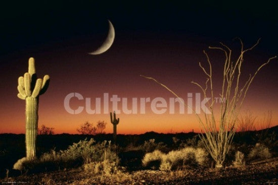 Arizona Ocotillo and Saguaro Cactus Rolled Poster Print