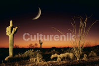 Arizona Ocotillo and Saguaro Cactus Rolled Poster Print