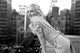 Marilyn Monroe Balcony Poster Print - 36x24 Rolled Art