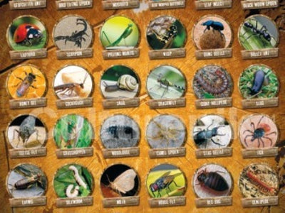 Bug Art for Kids