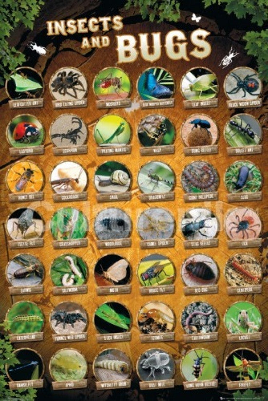 Insects and Bugs Compilation Poster Print - 34x22
