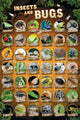 Insects and Bugs Compilation Poster Print - 34x22