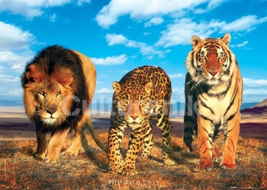 Wild Cats Poster Print - 34x22 Rolled Artwork
