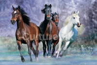 Horses Running Poster Print by Bob Langrish - 34x22