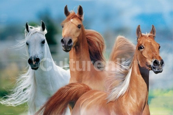 Three Horses Poster Print by Bob Langrish - 34x22
