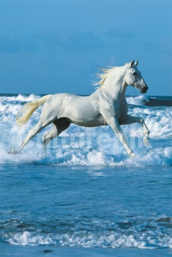 Horse Sea Poster Print by Bob Langrish - 34x22