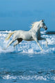Horse Sea Poster Print by Bob Langrish - 34x22