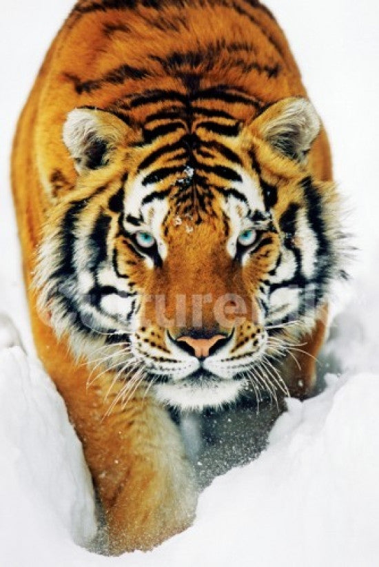 Tiger Snow Poster Print - Stunning Wildlife Art for Home Decor