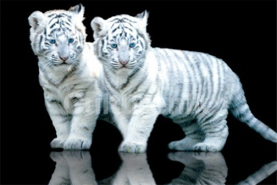 White Tiger Cubs SOS Poster Print - Rolled 34x22 Art