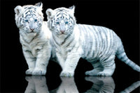 White Tiger Cubs SOS Poster Print - Rolled 34x22 Art