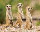 Nambia Meerkat Pups Rolled Poster Print - 20x16