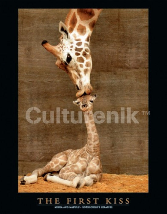 First Kiss - Giraffes Poster Print - 20x16 Rolled Artwork