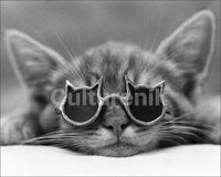 Cool Cat Sunglasses Rolled Poster Print - 20x16