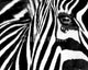 Sette Zebra B&W II Rolled Poster Print - 20x16