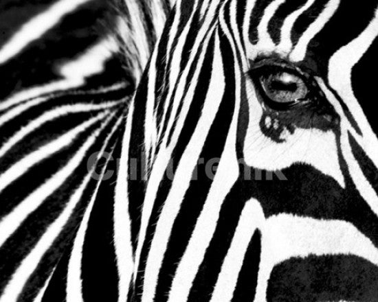 Sette Zebra B&W II Rolled Poster Print - 20x16