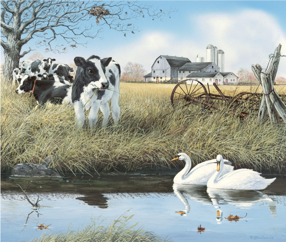 Stream Companions Poster Print featuring swans and cows by John Bindon.