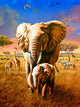 Elephant Poster Print by Adrian Chesterman - Stunning Wildlife Art