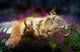 Tiger Dreams poster print by Aimee Stewart featuring a vibrant tiger in a dreamlike landscape.
