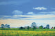 Golden Green Oats Poster Print by Steve Crisp featuring a vibrant field of oats.