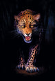 Prowling Leopard - Crop 2 Poster Print by Andrew Farley showcasing a majestic leopard in a vibrant setting.