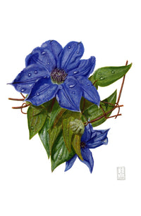 Clematis Poster Print by Richard Harpum showcasing beautiful floral design.