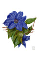Clematis Poster Print by Richard Harpum showcasing beautiful floral design.