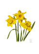Daffodils Poster Print by Richard Harpum showcasing vibrant floral details.
