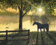 Hoss Poster Print by Richard Harpum - Unique Artwork