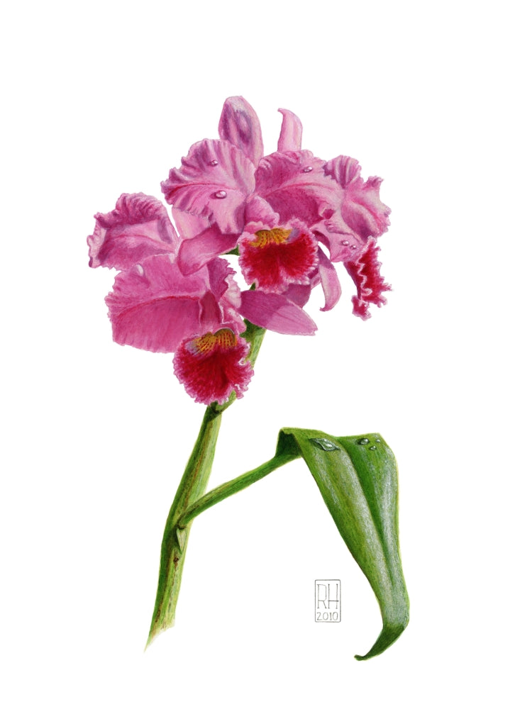Orchid 1 Poster Print by Richard Harpum showcasing vibrant flowers.