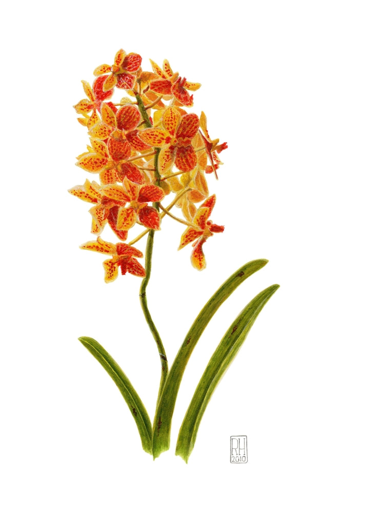 Orchid Poster Print by Richard Harpum showcasing vibrant colors and intricate details.