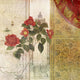 Wildrose Poster Print by Aimee Stewart showcasing beautiful floral art.