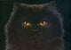 Black Persian Poster Print by Andrew Farley showcasing an elegant cat design.