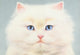 White Persian Poster Print by Andrew Farley, featuring a majestic cat.