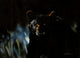 Black Bear at Night Poster Print by Sarah Stribbling showcasing a majestic bear under a moonlit sky.