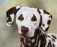 Dalmatian Portrait Poster Print by Rachel Stribbling
